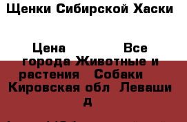 Щенки Сибирской Хаски › Цена ­ 20 000 - Все города Животные и растения » Собаки   . Кировская обл.,Леваши д.